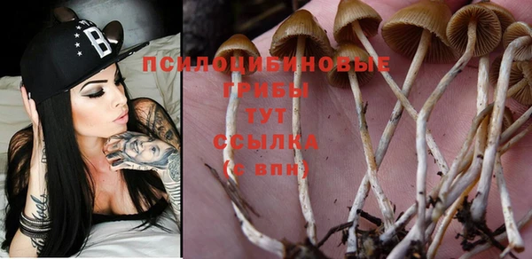 стафф Аркадак